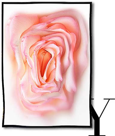 bybee rose